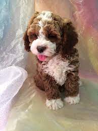 Sheila we have a litter of cockapoo puppies for sale. Red And White Cockapoo Breeder Attention Ia Mn Il And Wi
