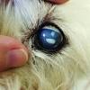 Cloudy eyes in dogs definition, cause, solution, prevention, cost. 1