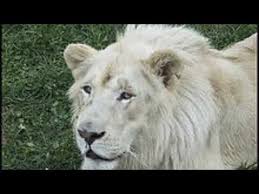 Animais Engracados Os Melhores Videos Youtube Com Imagens Animais Engracados Videos De Animais Animais