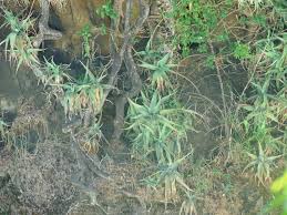 Image result for Trachyandra burkei