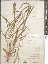 Image result for Gilgiochloa