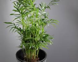 Image result for Usteria guineensis