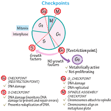 Draw It To Know It Cell Cycle Control Cell Cycle Cell