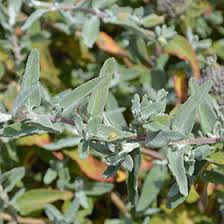 Image result for Salvia stenophylla