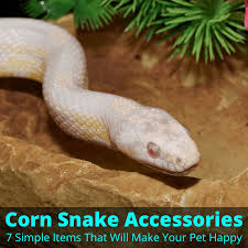Baby corn snake are timid it is their nature and it is a good sign as long as they are babies. Corn Snake Accessories 7 Simple Items To Make Your Pet Happy My Snake Pet