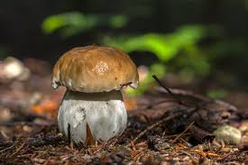 Bestimmte pilze wachsen deswegen jedes jahr an der selben stelle, weil das myzel dort perfekte umweltbedingungen vorfindet. Wann Wachsen Steinpilze Ubersicht Uber Sorten Und Ihre Saison