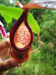 Nepenthes is known as the monkey cups by the locals. Periuk Kera Trompet Hitam Flickr