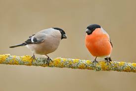 Der gimpel (pyrrhula pyrrhula), auch dompfaff oder seltener blutfink genannt, ist eine vogelart aus der familie der finken (fringillidae). Dompfaff Weibchen Jungvogel Nest Co Plantura