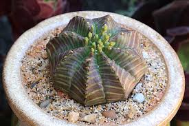 Image result for Euphorbia