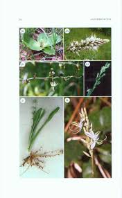 Image result for Chlorophytum calyptrocarpum