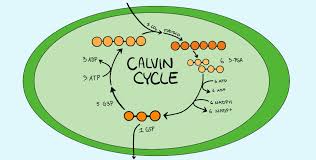 Calvin Cycle Dark Reaction Expii