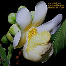 Image result for Lecythidaceae