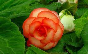 Top 10 Flowers That Look Like Roses 10 Double Begonias Hd Wallpapers Wallpapers Download High Resolution Wallpapers White Flower Farm Flowers Begonia