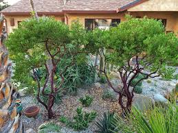 Pin On Tree Garden Design