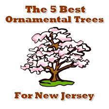 Learn how to choose, plant, and maintain small shrubs and hedges in our handy we will also give you the information you need to ensure that your new leafy friends survive and thrive. The 5 Best Ornamental Trees For New Jersey Precision Tree Landscape