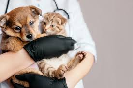 Maybe you would like to learn more about one of these? Little Paw 7852887009 Best Pet Clinic In Chhatarpur Pet Clinic For Dog In Chhatarpur Pet Clinic For Cat In Chhatarpur Best Veterinary Doctor In Chhatarpur 24 Hours Dog Clinic In