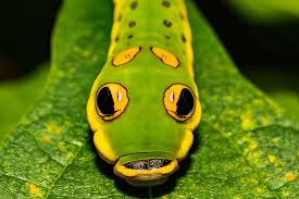 The common name for this moth comes from the 3 pairs of red spots on the black wings of the adult. 8 Spectacular Caterpillars That Look Like Snakes