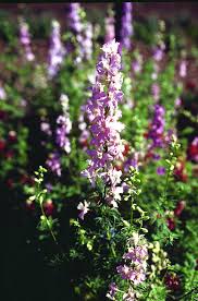 As long as you allow some of the seeds to fall to the ground. Millennium Plantanswers Promotions For The San Antonio Area