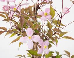 A vigorous deciduous climber, in late spring it is covered with a mass of small blooms for a period of about four weeks. Berg Waldrebe Rubens Clematis Montana Rubens Gunstig Online Kaufen