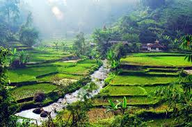 Cultur maathappy pada saat itu kebun teh ini ditanami teh dan kina. 7 Pesona Desa Wisata Malasari