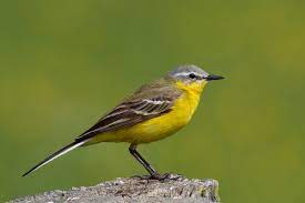 Occurs in fields and often near livestock during migration. Western Yellow Wagtail Wikipedia