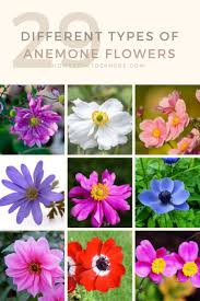 Learn all about types of flowers, from roses and lilies to spring and wedding flowers, at hgtv with stunning photos and planting information. 29 Different Types Of Anemone Flowers And Fun Facts Anemone Flower Anemone Flower Garden