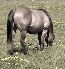 See more ideas about horses, buckskin horse, beautiful horses. Grulla Grullo Breeding For The Dilute Colors Foundation Quarter Horses Magazine