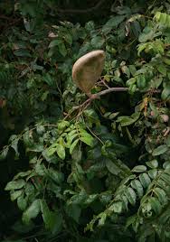 Image result for Xylia torreana