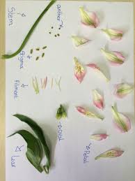 The flowering plant that have all male body parts or all female body parts or it has a combination of both male and female parts are called perfect plant. Year 5 Science Plant Reproduction Dissecting A Flower To Label The Male And Female Parts Example Of Children Plant Science Flower Science Parts Of A Flower