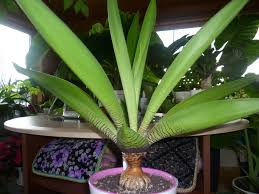 Image result for Ledebouria Unidentified sp. no1.