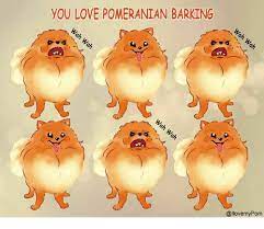 You Love Pomeranian Barking Meme On Me Me