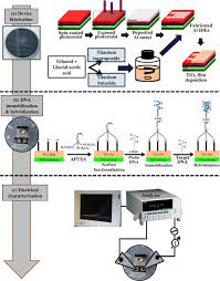 Both acgt and gat were accorded bionexus status by the malaysian biotechnology corporation sdn bhd in 2006 and 2009 respectively. Titanium Dioxide Mediated Resistive Nanobiosensor For E Coli O157 H7 Springerlink