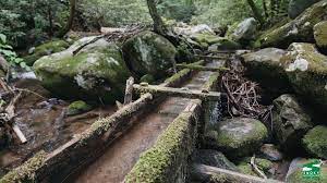 Roaring Fork Motor Nature Trail Photos Insider Tips Nature Trail Smokey Mountains Vacation Fall Foliage Trips