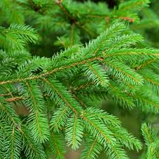 Familienunternehmen heijnen, seit 1976 auf den verkauf von heckenpflanzen spezialisiert! The Difference Between Evergreens And Conifers