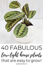 Plants That Dont Need Sunlight Container Gardening In 2020 Low Light House Plants House Plants Indoor Best Indoor Plants