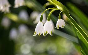 Je coupe les pots en 4 au couteau quand les griffes sont trop denses. Semer Le Muguet Quand Comment Et Quelles Varietes Choisir