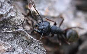 Carpenter ants build their nests in wood, so they're often found in and around homes. Blog What To Do If You See Carpenter Ants About Your San Antonio Property