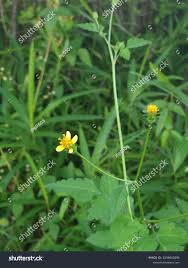 Image result for Bidens biternata