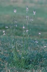 Image result for Oldfieldia