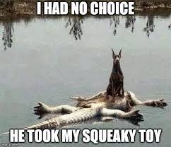 30 Funny Animal Memes To Make You Laugh Till You Drop Lovely Animals World Dogmemes Funnydog Funnydogm Funny Animal Jokes Funny Animal Memes Animal Jokes
