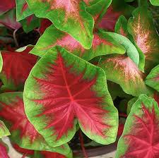 Check spelling or type a new query. 10 Jenis Tanaman Hias Daun Penyejuk Rumah Blog Ruparupa