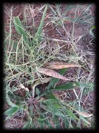 Image result for Cynanchum orangeanum