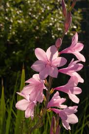 Image result for Watsonia borbonica