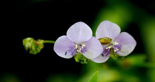 Image result for Murdannia simplex