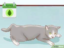 Aside from slight weight gain. How To Tell If A Cat Is Pregnant 12 Steps With Pictures