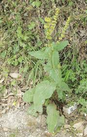 Image result for Rumex nepalensis