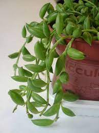 Pin On House Plants