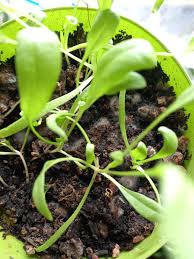 The fertilizer pellets began to mold. Why does that happen? Is this bad for  my spinach? : rmycology