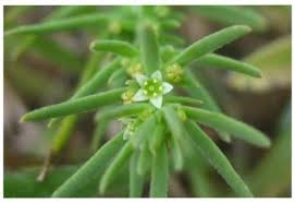 Image result for Thesium singulare