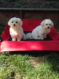 Rosie And Rocco Teacup Puppies Maltese Maltese Puppy Funny Animal Pictures
